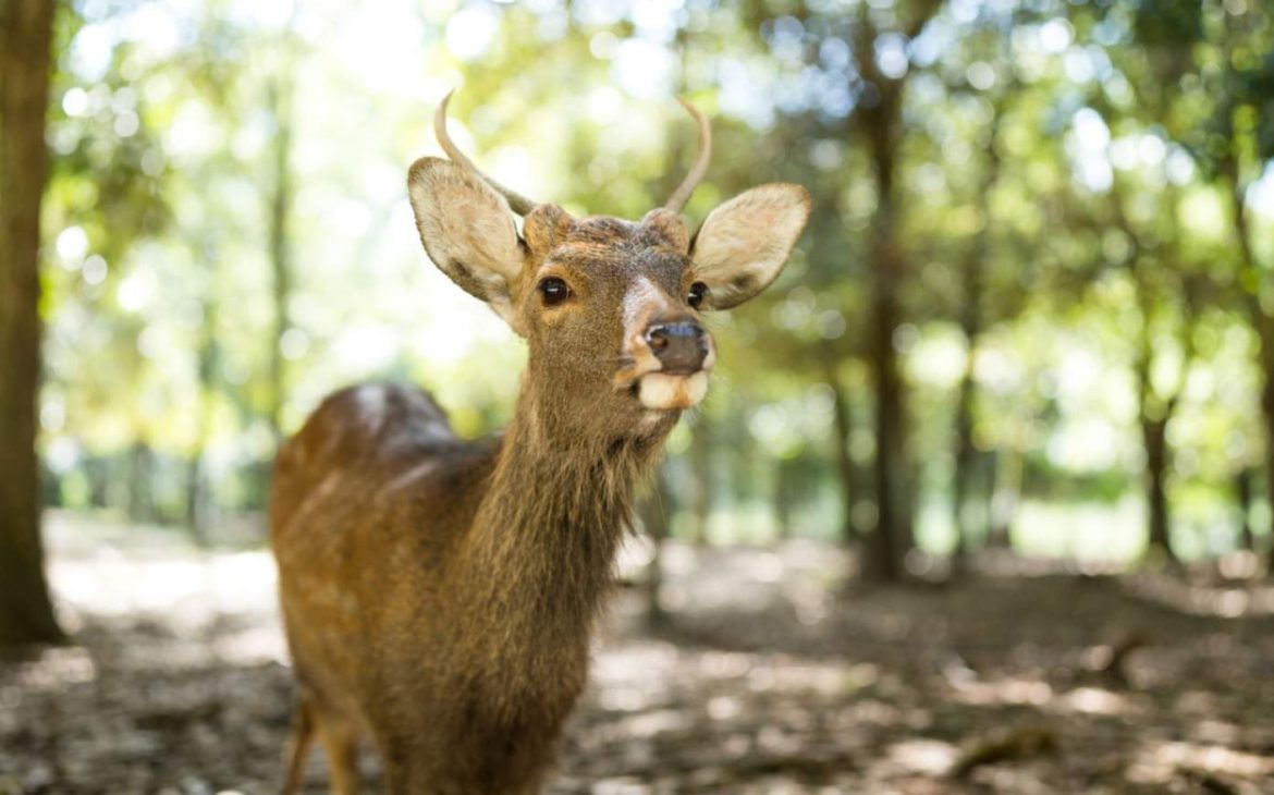 Nara Prefecture