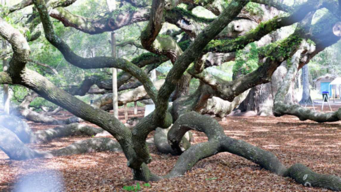 Angel Oak Tree