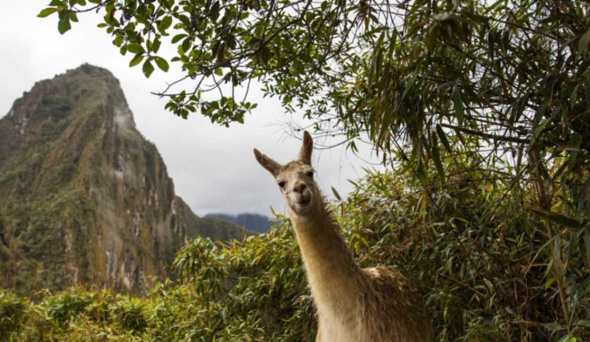 Machu Picchu